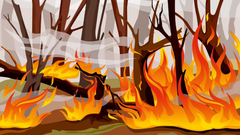 (0)feux vegetation.png
